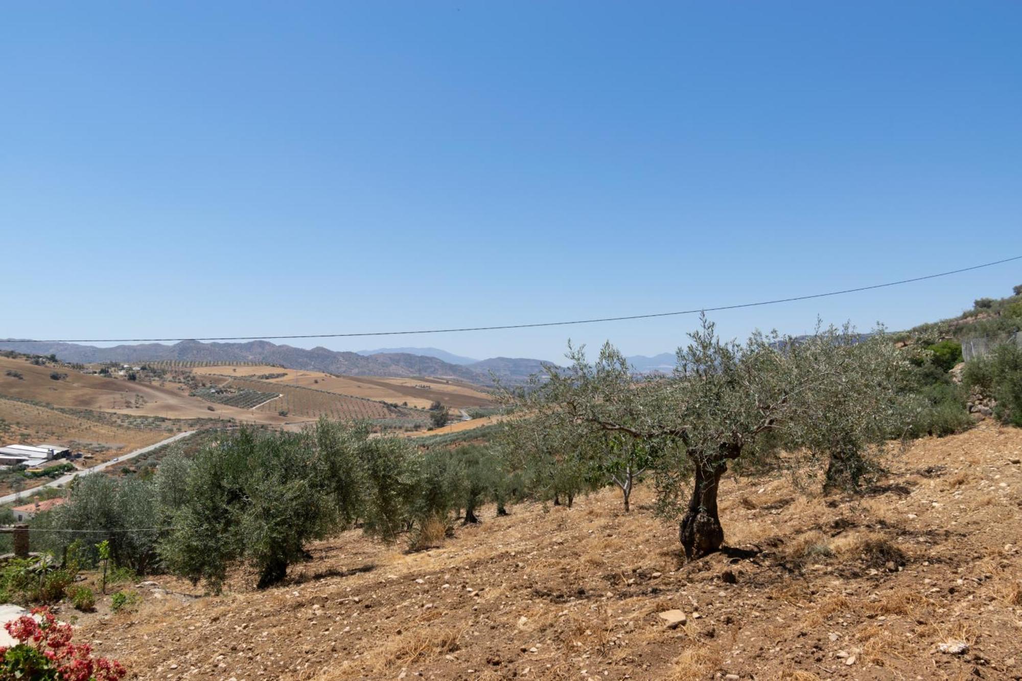 Casa Los Olivos Alora - Caminito Del Rey Buitenkant foto